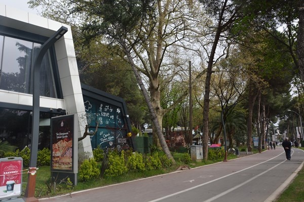 Ordu'da fırtına ağaçları kökünden söktü. Foto Galeri 3