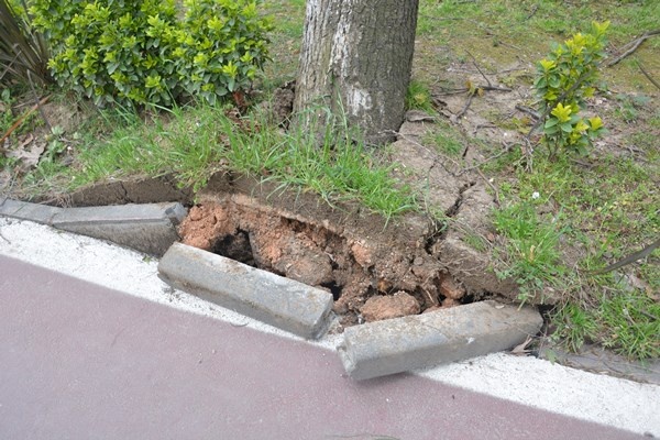 Ordu'da fırtına ağaçları kökünden söktü. Foto Galeri 4