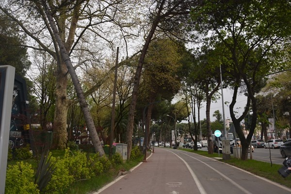 Ordu'da fırtına ağaçları kökünden söktü. Foto Galeri 6