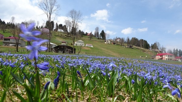 Karlar eridi, Mor Yayla'nın Mavi Yıldız çiçekleri kendini gösterdi. Foto Galeri 2