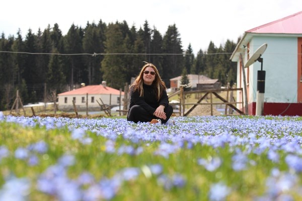 Karlar eridi, Mor Yayla'nın Mavi Yıldız çiçekleri kendini gösterdi. Foto Galeri 3