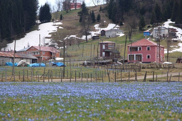 Karlar eridi, Mor Yayla'nın Mavi Yıldız çiçekleri kendini gösterdi. Foto Galeri 8