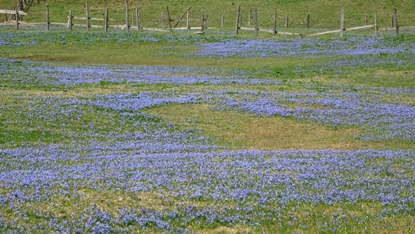 Karlar eridi, Mor Yayla'nın Mavi Yıldız çiçekleri kendini gösterdi. Foto Galeri 15
