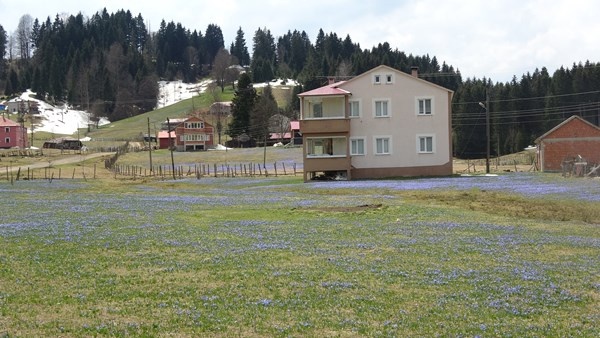 Karlar eridi, Mor Yayla'nın Mavi Yıldız çiçekleri kendini gösterdi. Foto Galeri 10