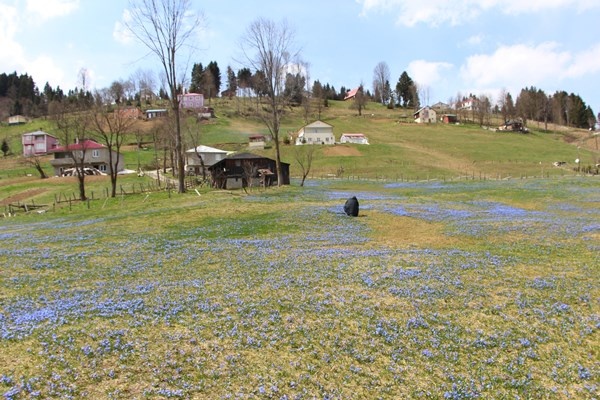 Karlar eridi, Mor Yayla'nın Mavi Yıldız çiçekleri kendini gösterdi. Foto Galeri 21