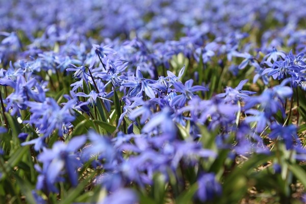 Karlar eridi, Mor Yayla'nın Mavi Yıldız çiçekleri kendini gösterdi. Foto Galeri 20
