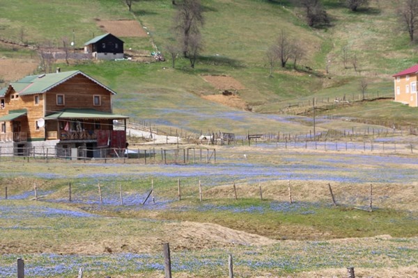 Karlar eridi, Mor Yayla'nın Mavi Yıldız çiçekleri kendini gösterdi. Foto Galeri 6