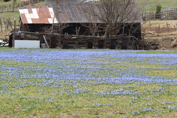 Karlar eridi, Mor Yayla'nın Mavi Yıldız çiçekleri kendini gösterdi. Foto Galeri 23