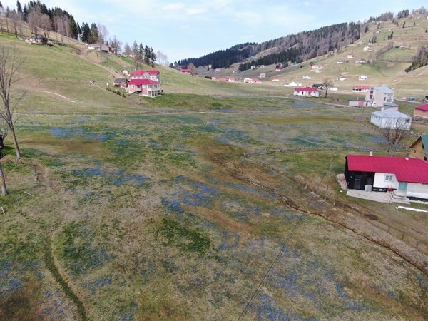 Karlar eridi, Mor Yayla'nın Mavi Yıldız çiçekleri kendini gösterdi. Foto Galeri 12