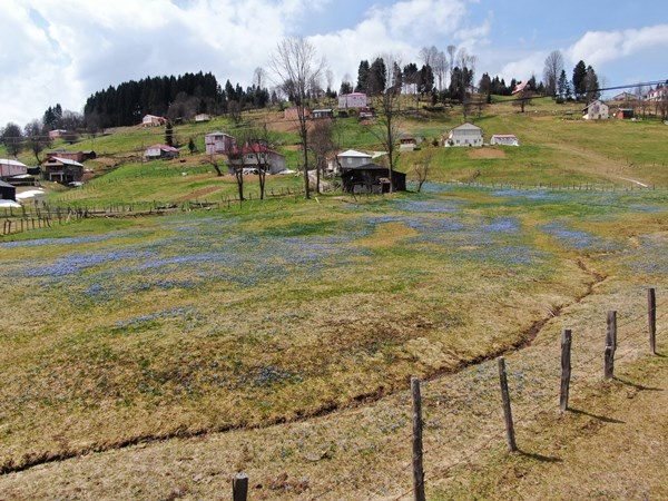 Karlar eridi, Mor Yayla'nın Mavi Yıldız çiçekleri kendini gösterdi. Foto Galeri 11