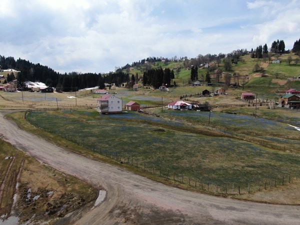 Karlar eridi, Mor Yayla'nın Mavi Yıldız çiçekleri kendini gösterdi. Foto Galeri 14