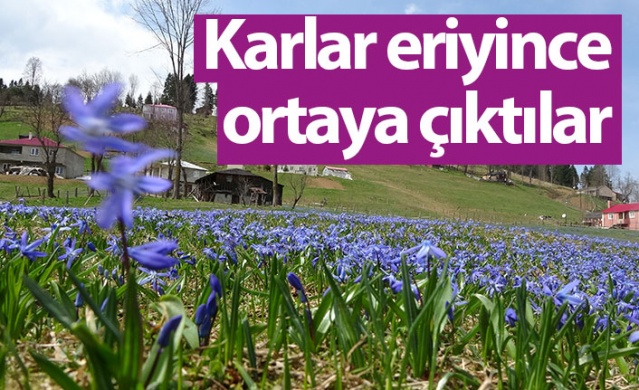 Karlar eridi, Mor Yayla'nın Mavi Yıldız çiçekleri kendini gösterdi. Foto Galeri 1