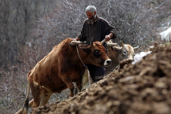 Gümüşhane'de zorlu şartlara rağmen karasaban ile üretime devam ediyorlar. Foto Galeri 2