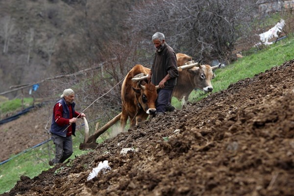 Gümüşhane'de zorlu şartlara rağmen karasaban ile üretime devam ediyorlar. Foto Galeri 5