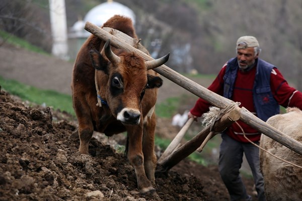 Gümüşhane'de zorlu şartlara rağmen karasaban ile üretime devam ediyorlar. Foto Galeri 3