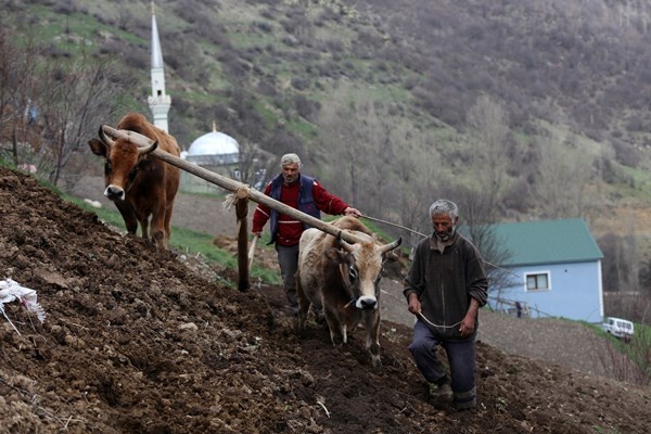 Gümüşhane'de zorlu şartlara rağmen karasaban ile üretime devam ediyorlar. Foto Galeri 6