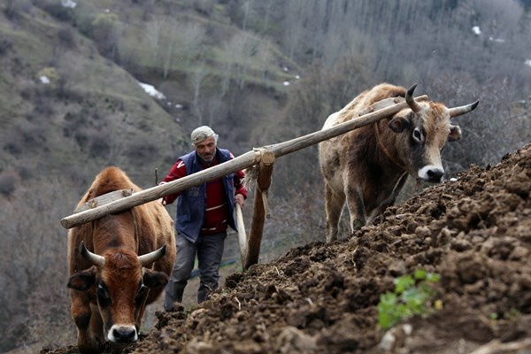 Gümüşhane'de zorlu şartlara rağmen karasaban ile üretime devam ediyorlar. Foto Galeri 13