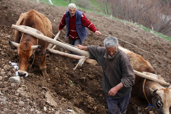 Gümüşhane'de zorlu şartlara rağmen karasaban ile üretime devam ediyorlar. Foto Galeri 4