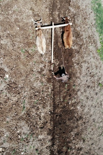 Gümüşhane'de zorlu şartlara rağmen karasaban ile üretime devam ediyorlar. Foto Galeri 15