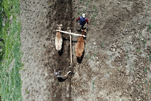 Gümüşhane'de zorlu şartlara rağmen karasaban ile üretime devam ediyorlar. Foto Galeri 12