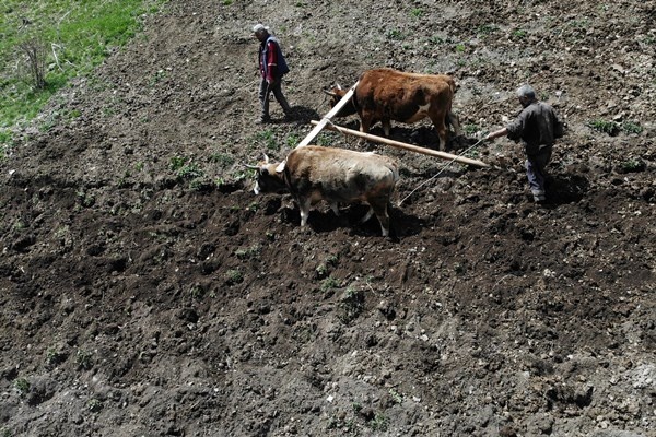 Gümüşhane'de zorlu şartlara rağmen karasaban ile üretime devam ediyorlar. Foto Galeri 14