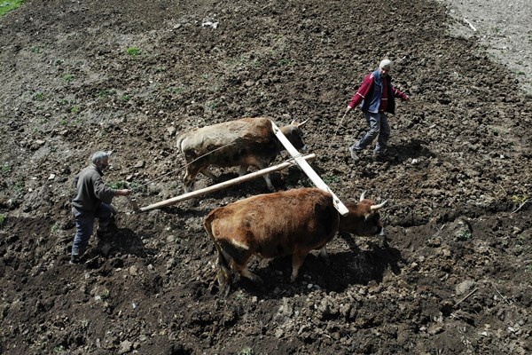 Gümüşhane'de zorlu şartlara rağmen karasaban ile üretime devam ediyorlar. Foto Galeri 7