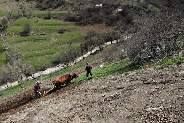 Gümüşhane'de zorlu şartlara rağmen karasaban ile üretime devam ediyorlar. Foto Galeri 8