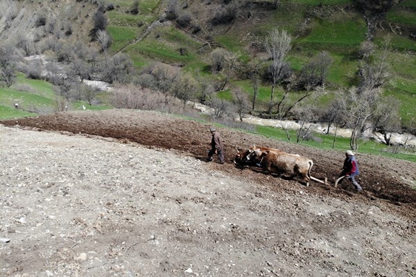 Gümüşhane'de zorlu şartlara rağmen karasaban ile üretime devam ediyorlar. Foto Galeri 9
