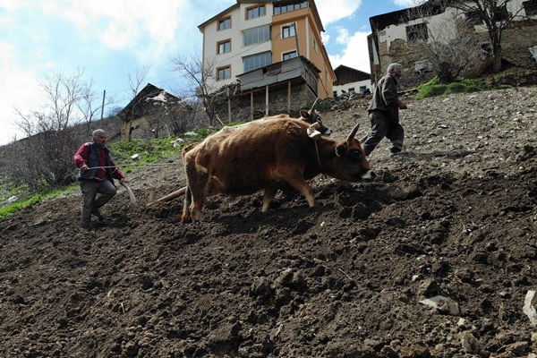 Gümüşhane'de zorlu şartlara rağmen karasaban ile üretime devam ediyorlar. Foto Galeri 11