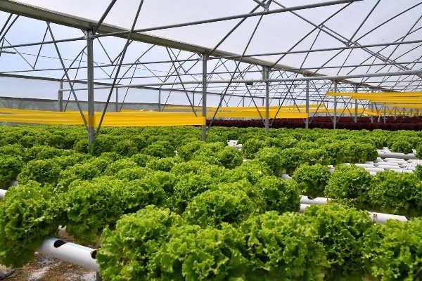 Trabzon’da seracılık gelişiyor! Yılda 100 Bin marul. Foto Haber 2