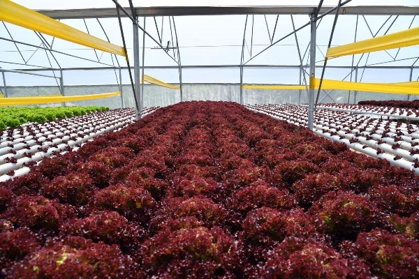 Trabzon’da seracılık gelişiyor! Yılda 100 Bin marul. Foto Haber 4