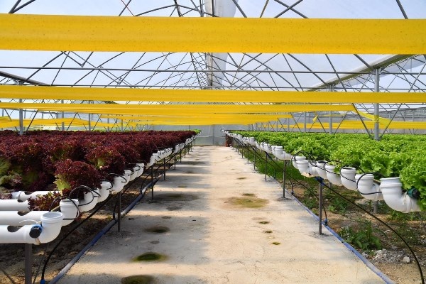 Trabzon’da seracılık gelişiyor! Yılda 100 Bin marul. Foto Haber 3