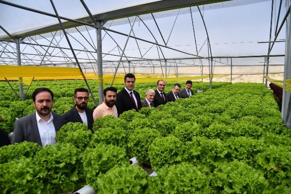 Trabzon’da seracılık gelişiyor! Yılda 100 Bin marul. Foto Haber 8