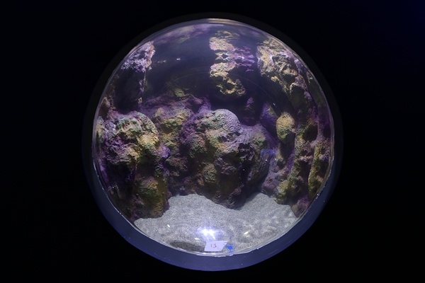 "Tünel Akvaryum" misafirlerini ağırlayacak! İşte detaylar fotoğraflar. Foto Galeri 15