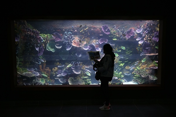 "Tünel Akvaryum" misafirlerini ağırlayacak! İşte detaylar fotoğraflar. Foto Galeri 11