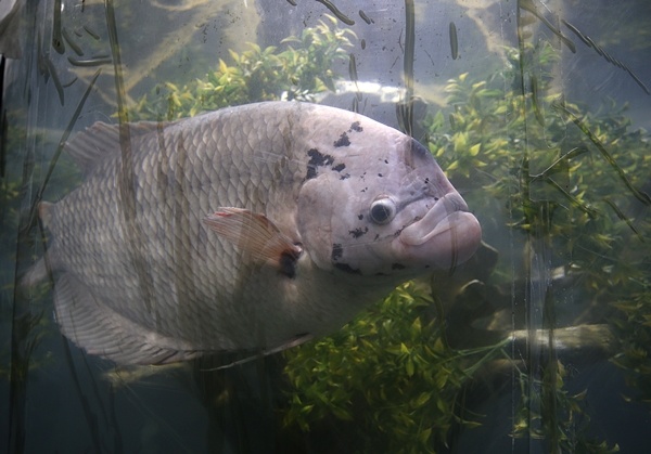 "Tünel Akvaryum" misafirlerini ağırlayacak! İşte detaylar fotoğraflar. Foto Galeri 8