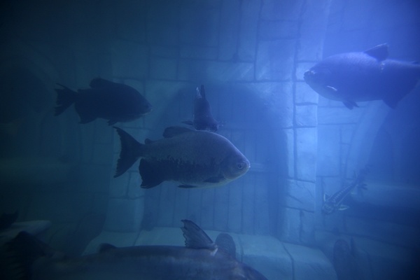 "Tünel Akvaryum" misafirlerini ağırlayacak! İşte detaylar fotoğraflar. Foto Galeri 10