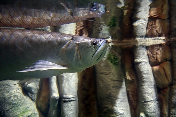 "Tünel Akvaryum" misafirlerini ağırlayacak! İşte detaylar fotoğraflar. Foto Galeri 7