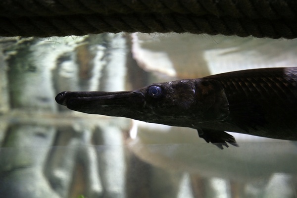 "Tünel Akvaryum" misafirlerini ağırlayacak! İşte detaylar fotoğraflar. Foto Galeri 12