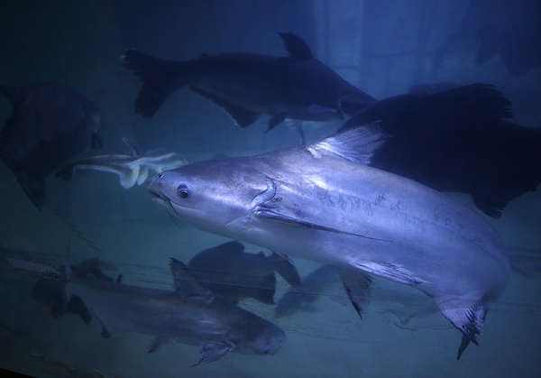 "Tünel Akvaryum" misafirlerini ağırlayacak! İşte detaylar fotoğraflar. Foto Galeri 4