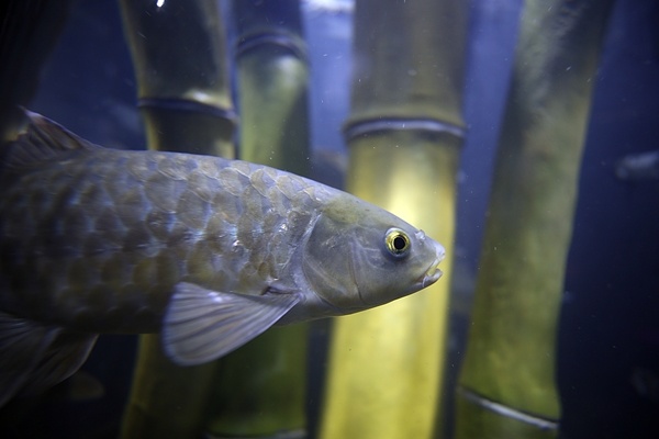 "Tünel Akvaryum" misafirlerini ağırlayacak! İşte detaylar fotoğraflar. Foto Galeri 5