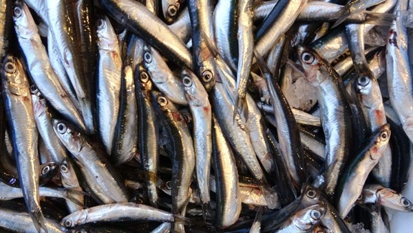 Mayıs'ta küçük balıkçılara hamsi sürprizi. Foto Haber 2