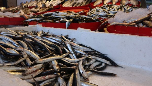 Mayıs'ta küçük balıkçılara hamsi sürprizi. Foto Haber 3