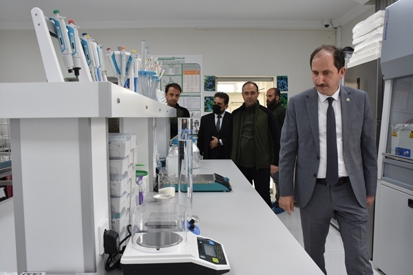 Trabzon'da yetiştiriliyor! Doğu Karadeniz'in her yerinde toprakla buluşuyor. Foto Galeri 8