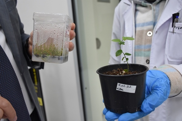 Trabzon'da yetiştiriliyor! Doğu Karadeniz'in her yerinde toprakla buluşuyor. Foto Galeri 3