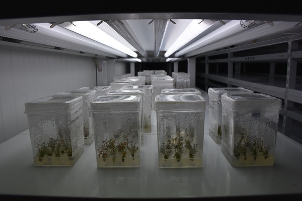 Trabzon'da yetiştiriliyor! Doğu Karadeniz'in her yerinde toprakla buluşuyor. Foto Galeri 14