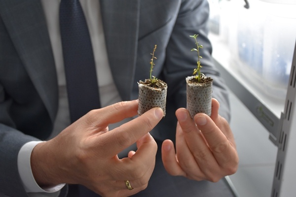 Trabzon'da yetiştiriliyor! Doğu Karadeniz'in her yerinde toprakla buluşuyor. Foto Galeri 12