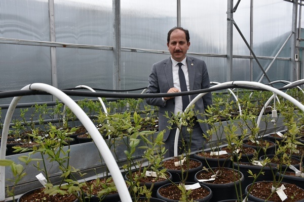 Trabzon'da yetiştiriliyor! Doğu Karadeniz'in her yerinde toprakla buluşuyor. Foto Galeri 6