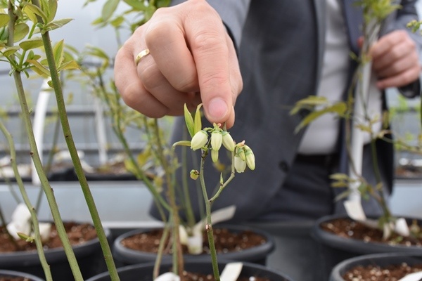 Trabzon'da yetiştiriliyor! Doğu Karadeniz'in her yerinde toprakla buluşuyor. Foto Galeri 11