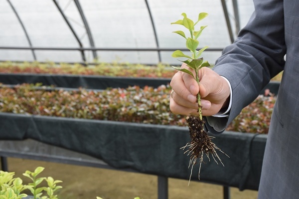 Trabzon'da yetiştiriliyor! Doğu Karadeniz'in her yerinde toprakla buluşuyor. Foto Galeri 13